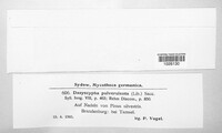 Lachnellula pulverulenta image